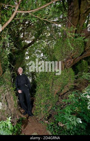 Der alte Eibenbaum in St. Cynog's Kirchhof in Defynnog, Powys, South Wales, stand seit mehr als 3,000 Jahren vor Christus Stockfoto