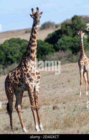 Giraffe Masai (Giraffa camelopardalis tippelskirchi) In der Masai Mara von Kenia Stockfoto