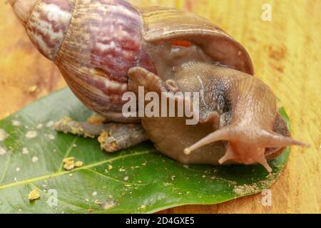 Riesige Afrikanische Land Schnecke - Achatina fulica große Land Schnecke in Achatinidae, ähnlich wie Achatina achatina und Archachatina marginata, Pest, Inva Stockfoto