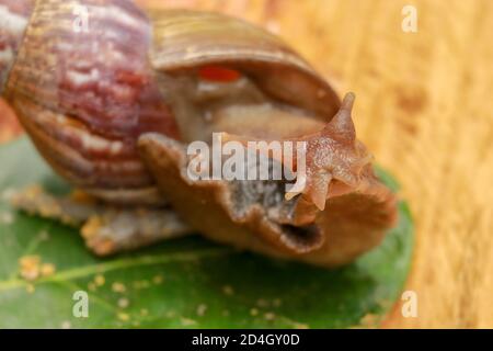 Riesige Afrikanische Land Schnecke - Achatina fulica große Land Schnecke in Achatinidae, ähnlich wie Achatina achatina und Archachatina marginata, Pest, Inva Stockfoto