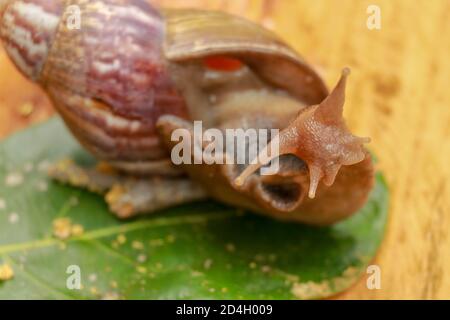 Riesige Afrikanische Land Schnecke - Achatina fulica große Land Schnecke in Achatinidae, ähnlich wie Achatina achatina und Archachatina marginata, Pest, Inva Stockfoto