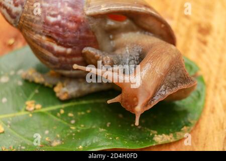 Riesige Afrikanische Land Schnecke - Achatina fulica große Land Schnecke in Achatinidae, ähnlich wie Achatina achatina und Archachatina marginata, Pest, Inva Stockfoto