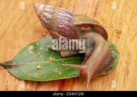 Riesige Afrikanische Land Schnecke - Achatina fulica große Land Schnecke in Achatinidae, ähnlich wie Achatina achatina und Archachatina marginata, Pest, Inva Stockfoto