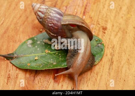 Riesige Afrikanische Land Schnecke - Achatina fulica große Land Schnecke in Achatinidae, ähnlich wie Achatina achatina und Archachatina marginata, Pest, Inva Stockfoto