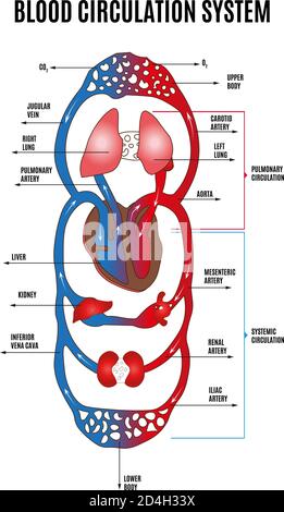 Menschliches Kreislaufsystem. Diagramm des Kreislaufsystems mit beschrifteten Hauptteilen. Vektor-Illustration von großen und kleinen Kreisen der Blutzirkulation Stock Vektor