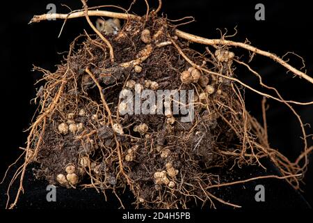 Stickstoff fixierenden Knötchen an Wurzeln der Hülsenfrüchte (Runner Bean), verursacht durch Bakterium {Rhizobium sp} UK Stockfoto