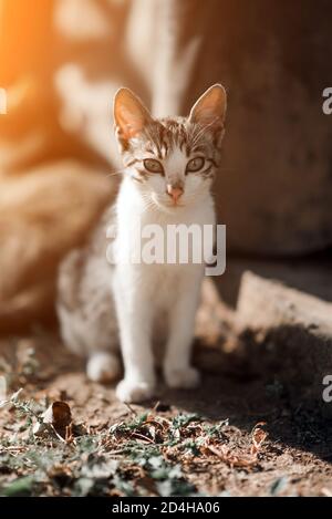 Nette Katze sitzt draußen im Sonnenlicht Stockfoto