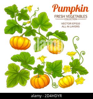 Kürbis-Vektorset Stock Vektor