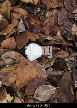 Der vertikale Schuss des Pilzes unter den Herbstblättern auf der Masse Stockfoto