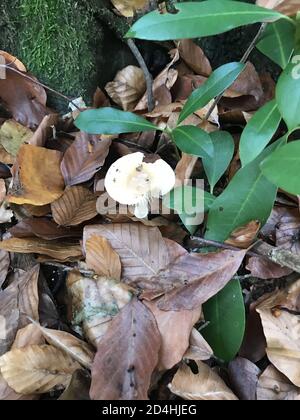Der vertikale Schuss des Pilzes unter den Herbstblättern auf der Masse Stockfoto