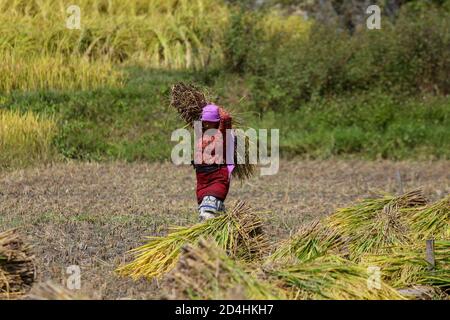 Kathmandu, Nepal. Oktober 2020. Eine Frau trägt frisch geerntete Reiskulturen auf dem Reisfeld.die Landwirtschaft bleibt eine wichtige wirtschaftliche Aktivität in Nepal, wobei Weizen und Reis die Hauptkulturen sind. Kredit: SOPA Images Limited/Alamy Live Nachrichten Stockfoto