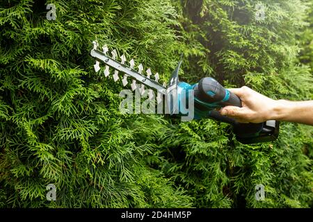 Immergrüne Gartenhecke mit elektrischer Schere beschneiden Stockfoto