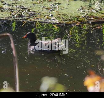 The Broadwater, Aghalee, County Antrim, Nordirland. 09. Oktober 2020. Wetter in Großbritannien - ein gemischter Tag mit Sonnenschein und starken Regenschauern, die bei einer kühlen, leichten westlichen Brise durchwehen. Ein Moorhuhn an den Rändern im Herbstsonnenlicht. Credit/ CAZIMB/Alamy Live News. Stockfoto