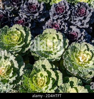 Dekorativer Grünkohl zum Verkauf auf dem lokalen Bauernmarkt bereit für Herbstpflanzen. Stockfoto