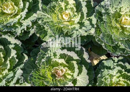 Dekorativer Grünkohl zum Verkauf auf dem lokalen Bauernmarkt bereit für Herbstpflanzen. Stockfoto