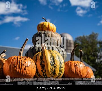 Kürbisse bereit für Halloween und Thankgivng Urlaub gepflückt werden Deokrationen Stockfoto
