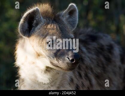 Eine ausgewachsene Fleckhyena (Crocuta crocuta) schaut sich im Morgenlicht intelligent auf der Masai Mara, Kenia, um Stockfoto