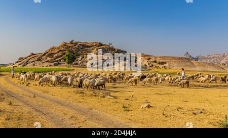 Bild eines Schäferhund, der mit seinem Vieh herumläuft Das Grasland bei Jawai in rajasthan Indien unter der letzten Sonnenstrahlen am 23. November 2018 Stockfoto