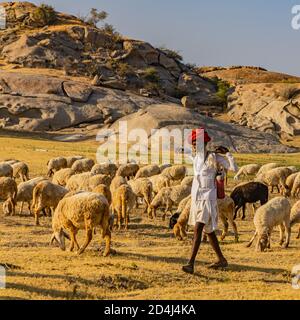 Bild eines Schäferhund, der mit seinem Vieh herumläuft Das Grasland bei Jawai in rajasthan Indien unter der letzten Sonnenstrahlen am 23. November 2018 Stockfoto