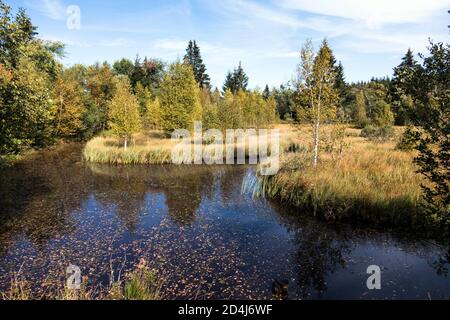 Naturschutzgebiet Mutzenicher Venn im Hohen Venn im Nordeifel Stockfoto