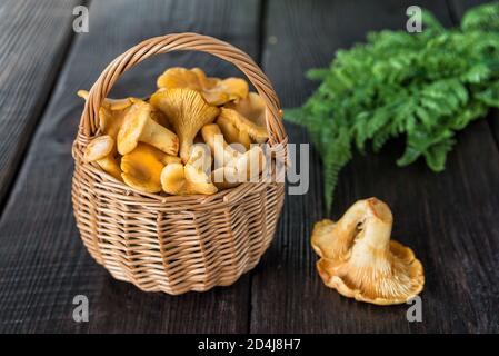 Gelbe Pfifferlinge Pilze in einem Weidenkorb auf einem dunklen Holztisch Stockfoto