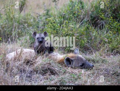 Ein junges Hyänen-Junge (Crocuta crocuta) stampft an seiner müden Mutter und schaut auf die Kamera in der Maasai Mara, Kenia Stockfoto