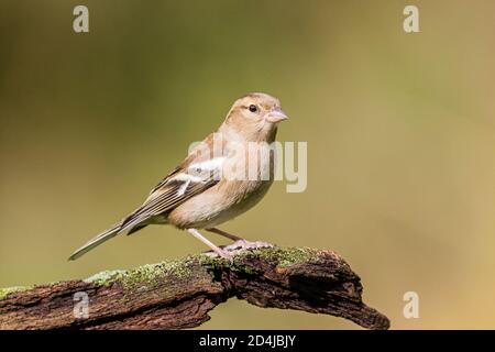 Buchfink Futter im Herbst in Mitte Wales. Stockfoto