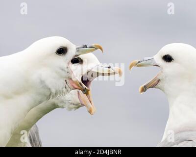 NÖRDLICHER FULMAR, FULMARUS GLACIALIS GRUPPE ZANCHELND AUF KLIPPE SHETLAND SCHOTTLAND SOMMER Stockfoto