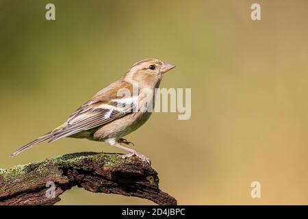Buchfink Futter im Herbst in Mitte Wales. Stockfoto