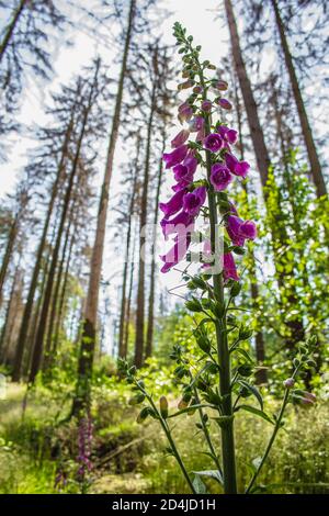 Wildfuchshandschuh (Digitalis purpurea) wächst im deutschen Wald. Aufgenommen an einem sonnigen Tag gegen das Sonnenlicht Stockfoto