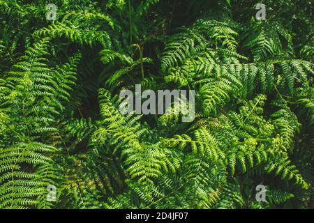 Grüne Farne im Wald in Deutschland. Schöne frische Farne, die im Sonnenlicht wachsen. Natürlicher Farnhintergrund Stockfoto