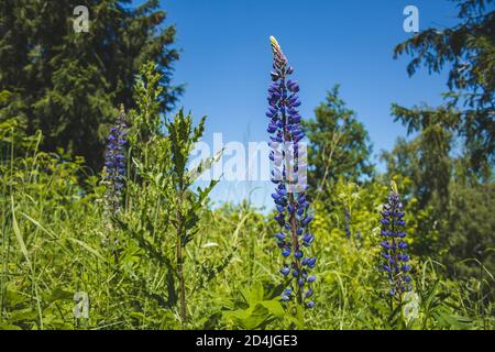 Wilde violette Lupinenblüten wachsen auf einer Wiese in Deutschland. Lupin auch Lupin oder lupinus genannt. Schöne wilde Blumen an einem sonnigen Tag Stockfoto