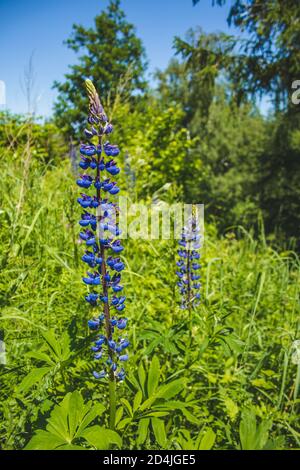 Wilde violette Lupinenblüten wachsen auf einer Wiese in Deutschland. Lupin auch Lupin oder lupinus genannt. Schöne wilde Blumen an einem sonnigen Tag Stockfoto