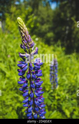 Wilde violette Lupinenblüten wachsen auf einer Wiese in Deutschland. Lupin auch Lupin oder lupinus genannt. Schöne wilde Blumen an einem sonnigen Tag Stockfoto