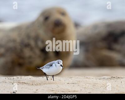 Sanderling, Calidris Alba und Grey Seal im Hintergrund, Blakeney Point, Norfolk Winter Stockfoto