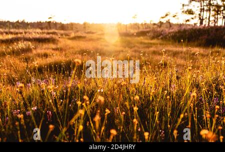 Lila Heidekraut Blumen und weiße Schnabelsedge Früchte wachsen in Sumpf und beleuchtet durch Sonnenuntergang auf einem Bokeh Hintergrund. Stockfoto