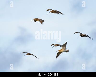 Eurasische Curlew, Numenius arquata, Flock, North Norfolk Winter Stockfoto