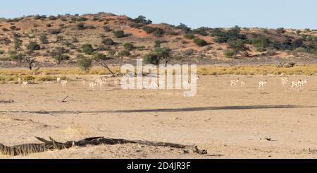 Panorama des Nossob River und der roten Dünen des Kglagadi Transfrontier Park, Kalahari, Nordkap Südafrika bei Sonnenuntergang mit Springbok Stockfoto