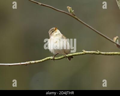 Chiffchaff, Phylloscopus collybita, im Lied im frühen Frühjahr, North Norfolk Stockfoto