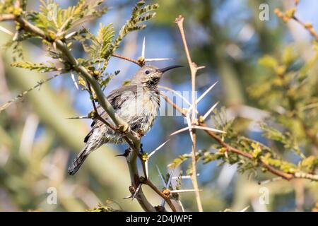 Nasser weiblicher Malachit-Sonnenvogel (Nectarinia famosa famosa) in Fever Tree, Robertson, Western Cape, Südafrika Stockfoto