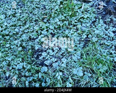 Niedrig wachsende Pflanzen gesehen bedeckt mit einer Sache Eisschicht von Bodenfrost. Stockfoto