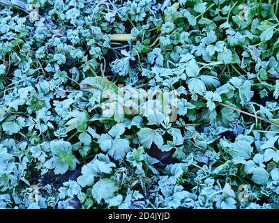 Niedrig wachsende Pflanzen gesehen bedeckt mit einer Sache Eisschicht von Bodenfrost. Stockfoto