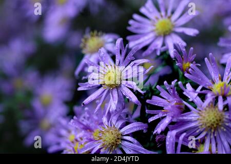 Die schönen violetten Blüten von Symphyotrichum novi belgii oder Michaelmas Daisy. In der Nähe im frühen Morgen Tau mit Copyspace nach links bedeckt. Stockfoto