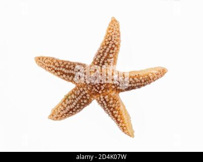 Seesterne (Asterias rubens) auf weißem Hintergrund, The Gower, Wales, UK, Juli. Stockfoto