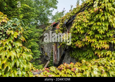 Boston Efeu, Parthenocissus tricuspidata, wächst über einem verlassenen Haus in Naas, County Kildare, Irland Stockfoto