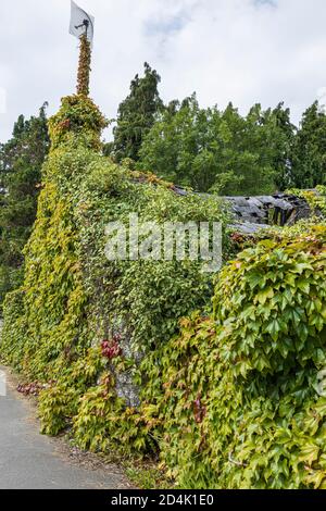 Boston Efeu, Parthenocissus tricuspidata, wächst über einem verlassenen Haus in Naas, County Kildare, Irland Stockfoto