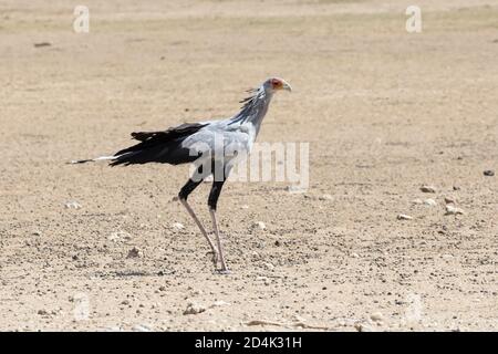 Secretarybird / Secretary Bird (Sagittarius serpentarius) Kgalagadi Transfrontier Park, Kalahari, Nordkap, Südafrika Wandern im Auob River Stockfoto