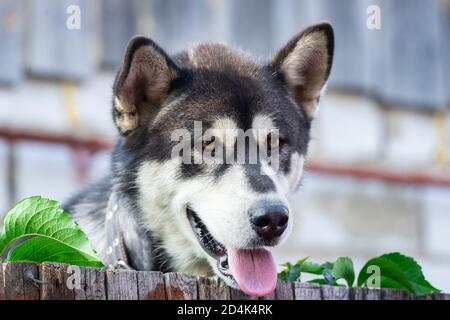 Brütende Husky Hund mit blauen Augen blickt über Holzzaun in der dunklen Nacht Straße. Portrait Sibirischer Husky. Stockfoto