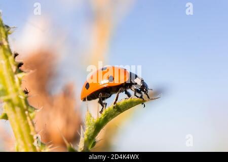 Makro eines Marienkäfer (coccinella magnifica) auf Blattläusen, die Blattläuse fressen; Pestizidfreie biologische Schädlingsbekämpfung durch natürliche Feinde; biologischer Bauernhof Stockfoto