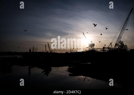 Silhouetted Kräne und Industriegebäude bei Sonnenuntergang. Viele Vögel am Himmel. North Vancouver, BC, Kanada Stockfoto